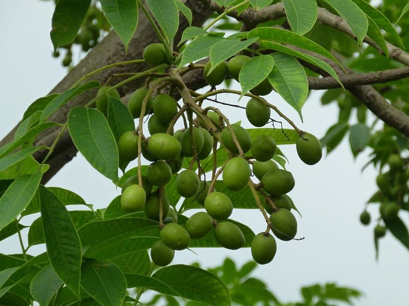 Aamratak