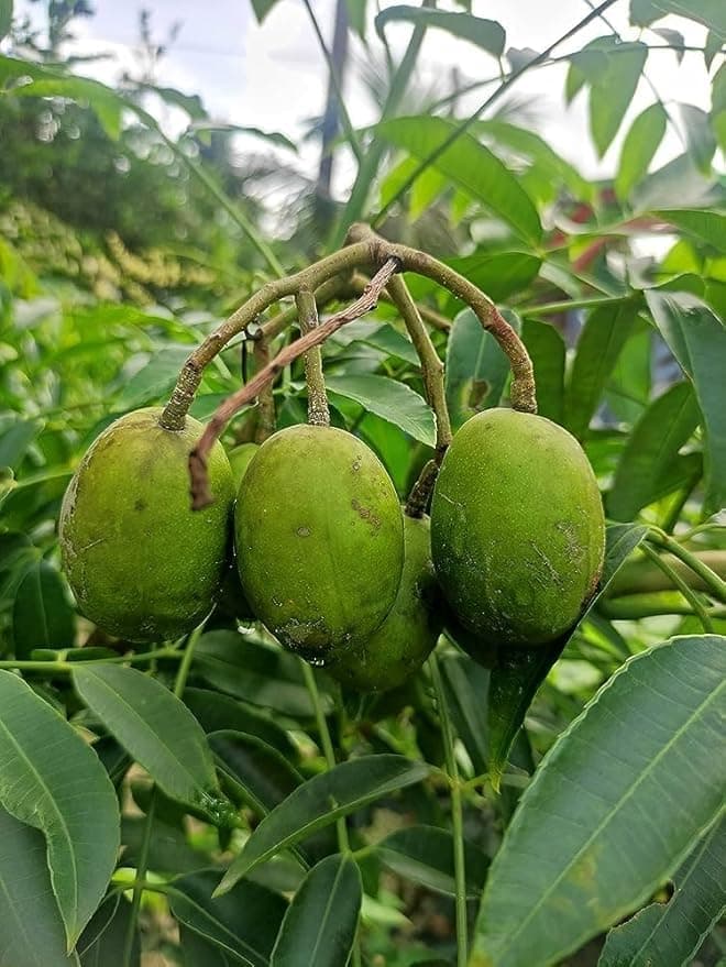 Aamratak medicinal plant