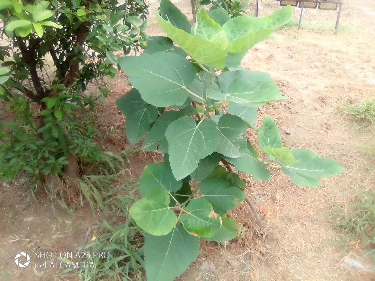 Anjeer