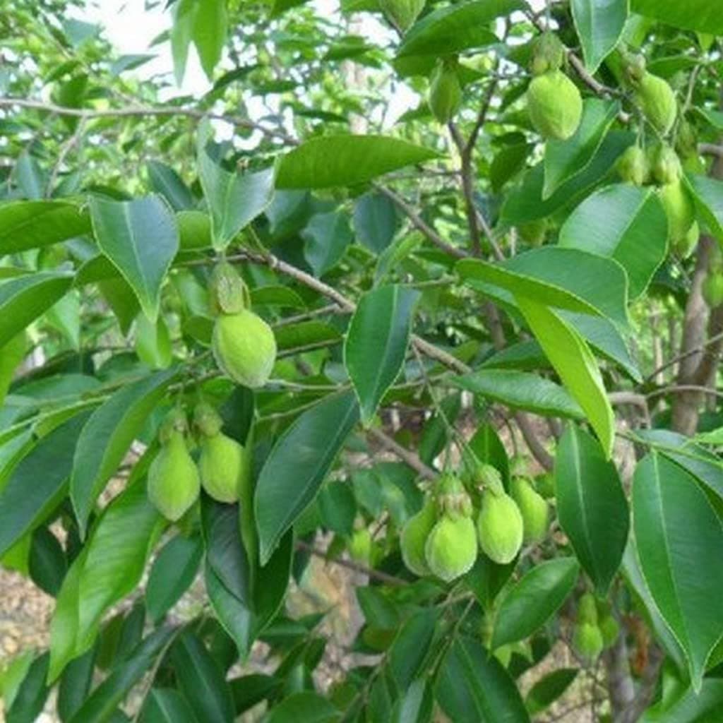 Aguru