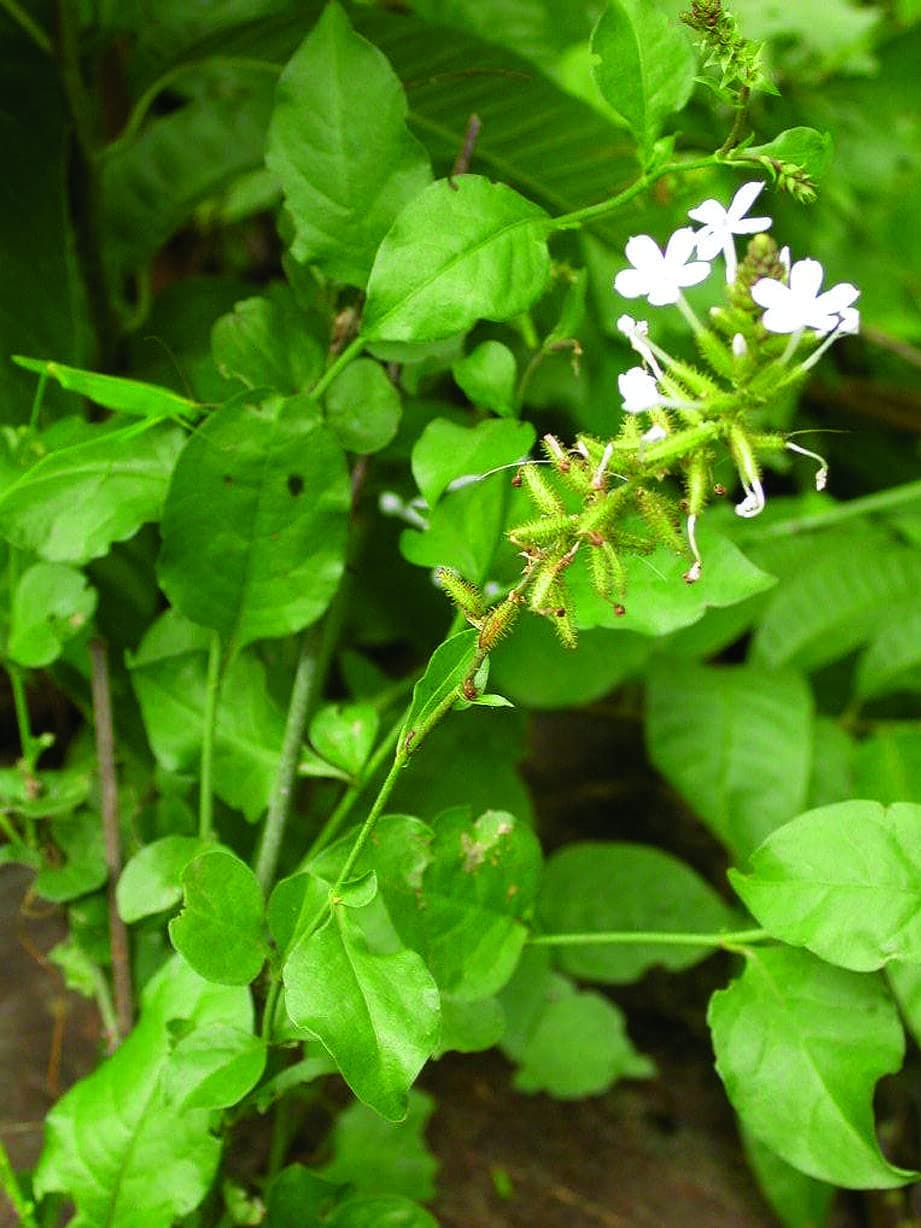 Chitrak