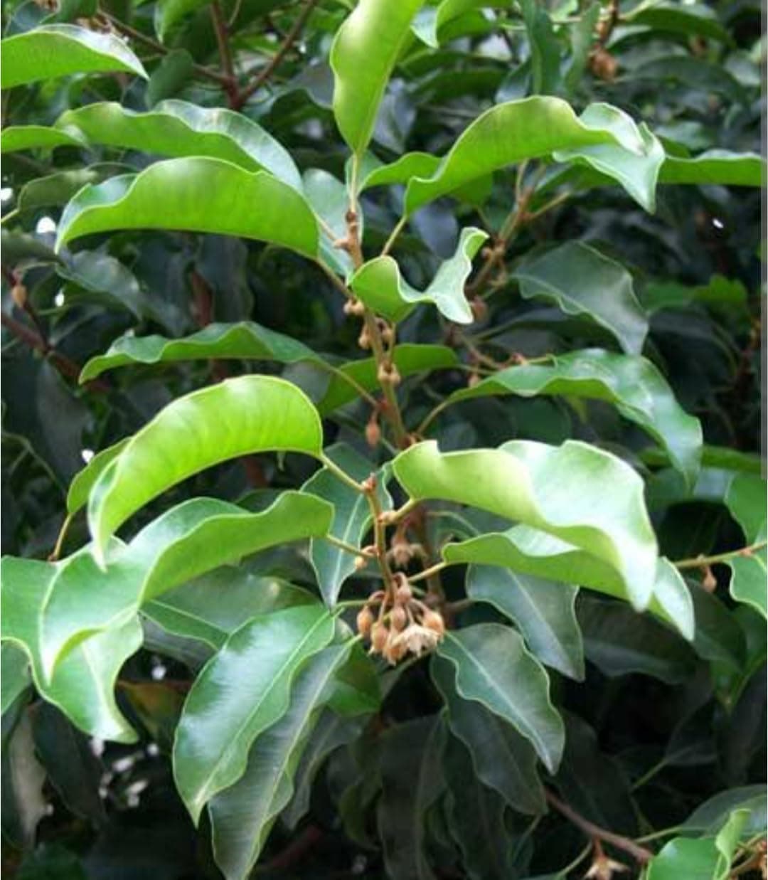 Bakul