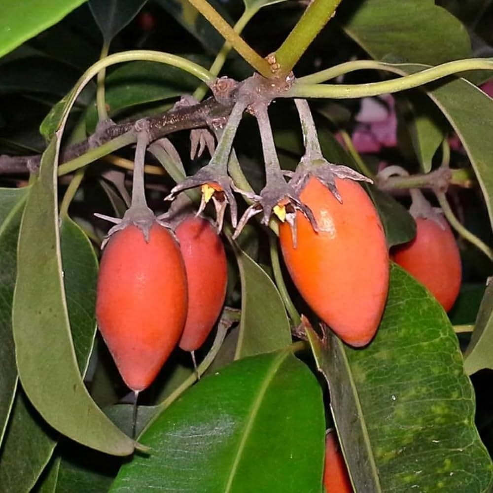 Bakul medicinal plant