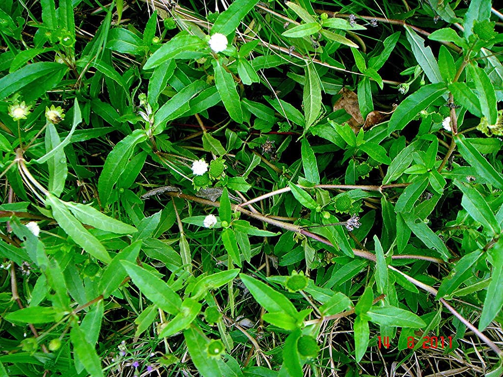 Bhringaraj