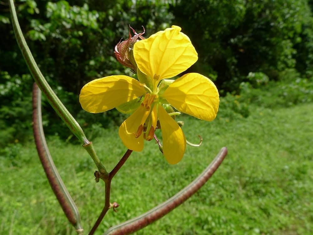 Kasmarda medicinal plant