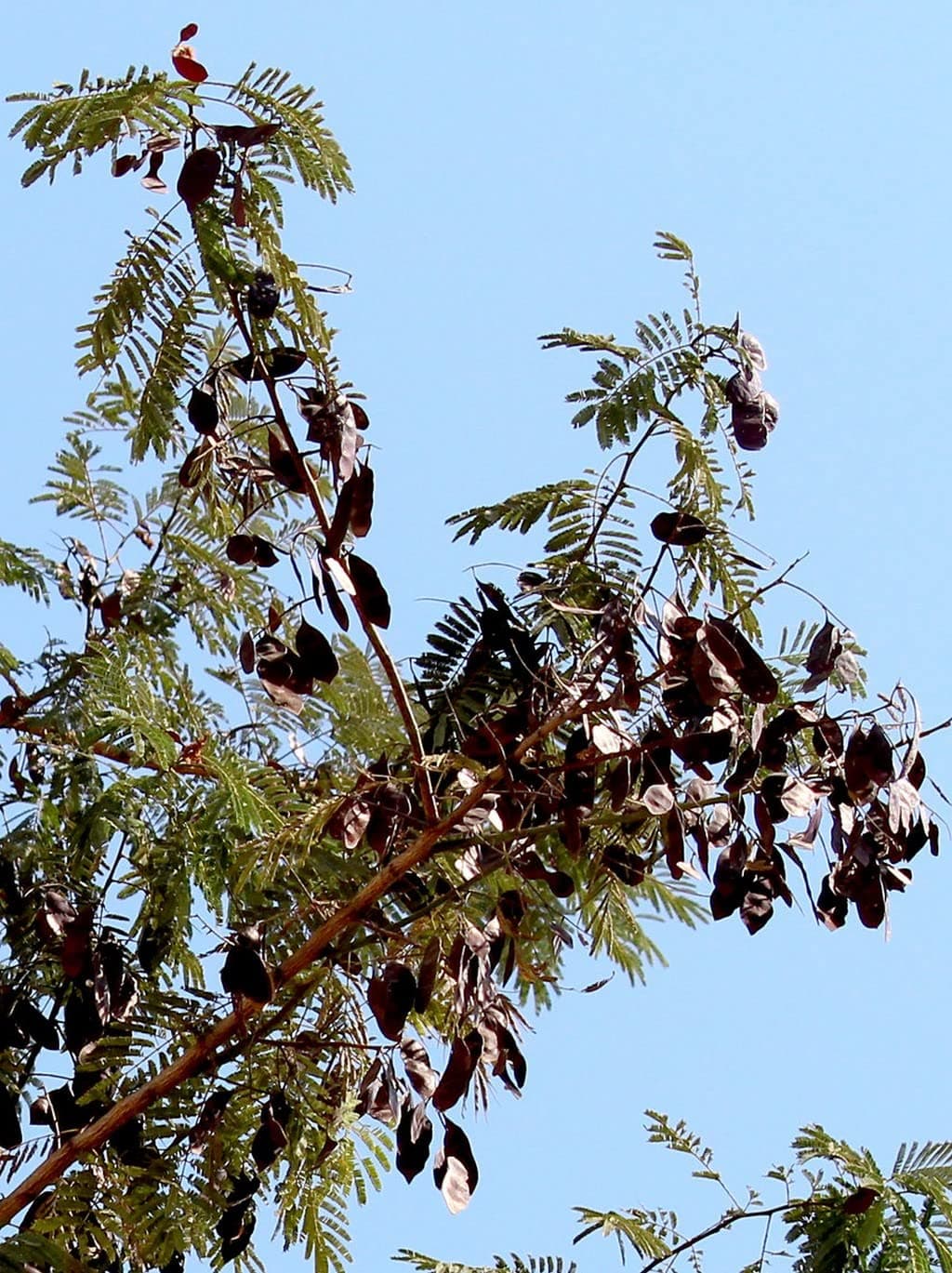 Khadir medicinal plant