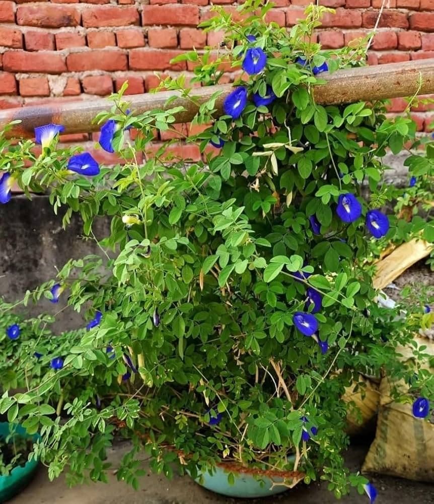Aparajita
