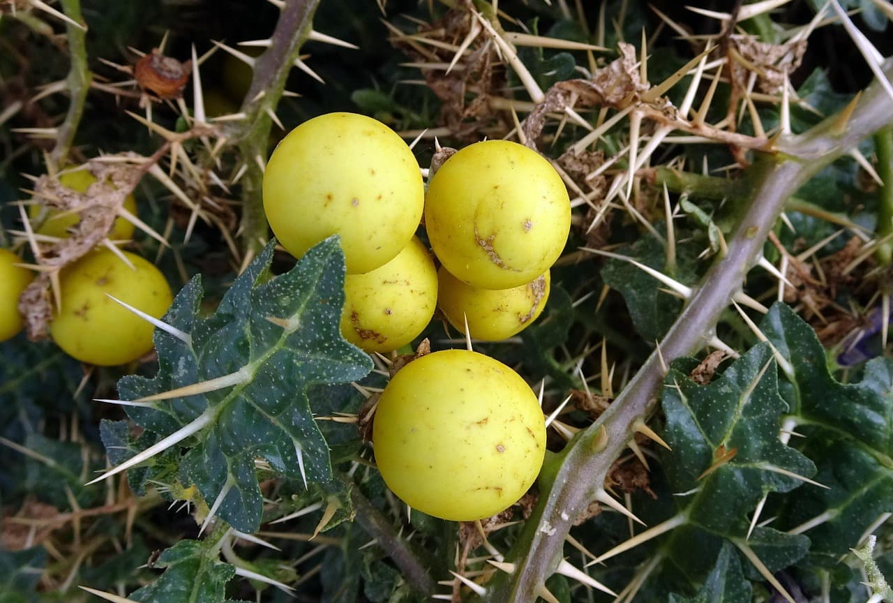 Kantakari medicinal plant