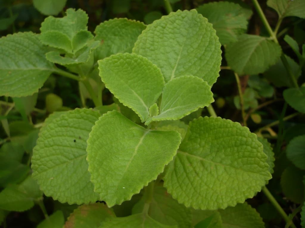 Parnayavani