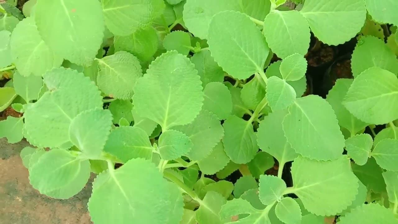 Parnayavani medicinal plant