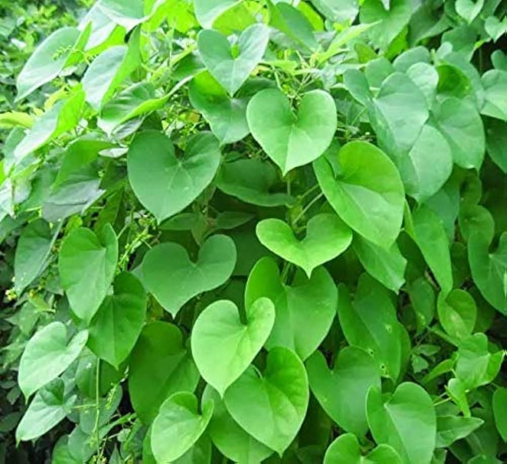 Guduchi