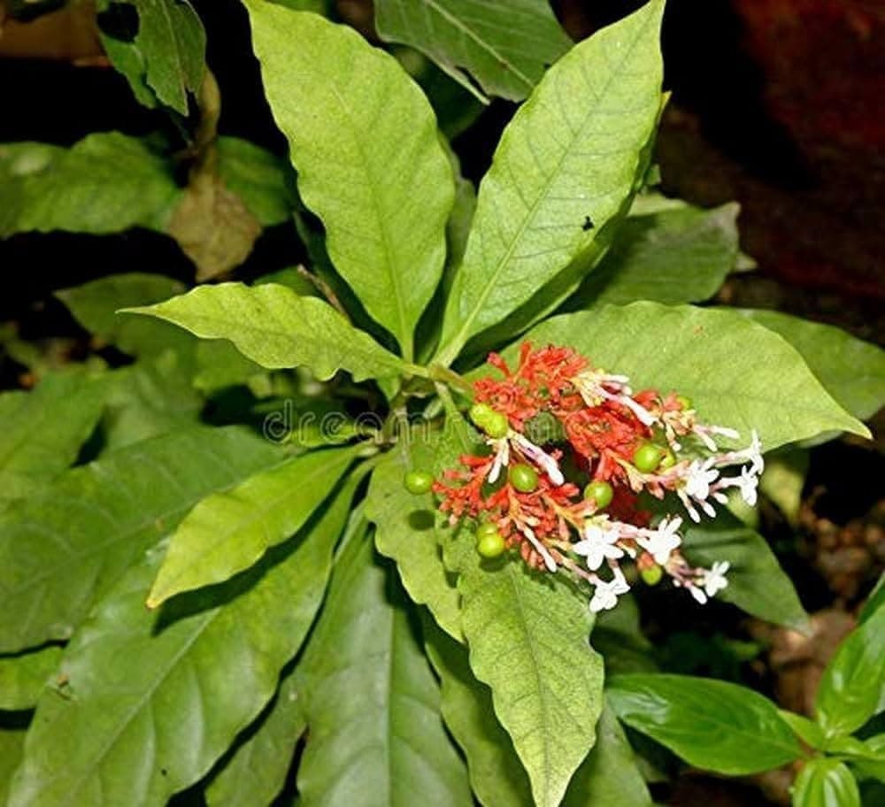 Sarpagandha medicinal plant