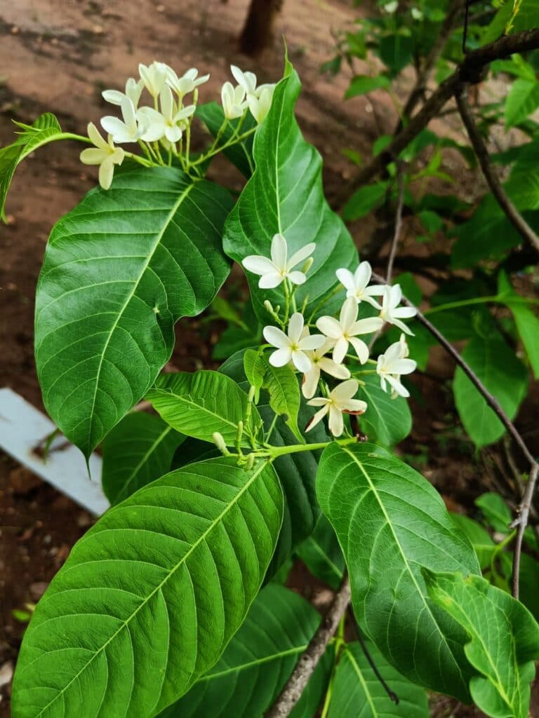 Kutaj (Conessi tree)