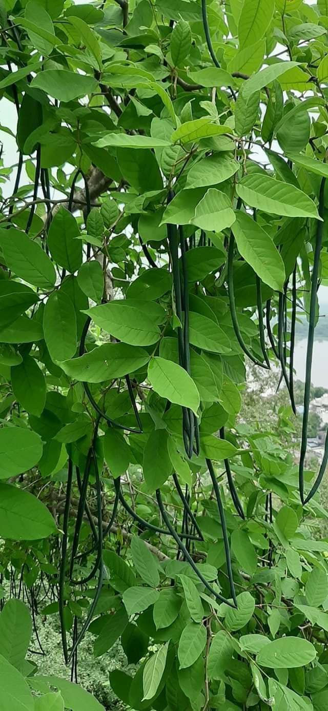 Kutaj medicinal plant