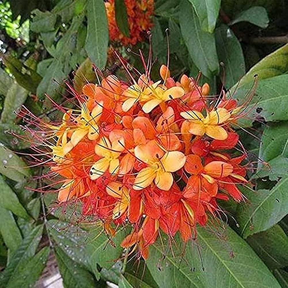 Ashoka medicinal plant