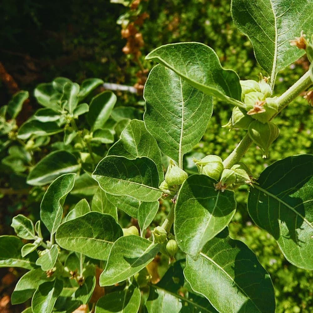 Ashwagandha