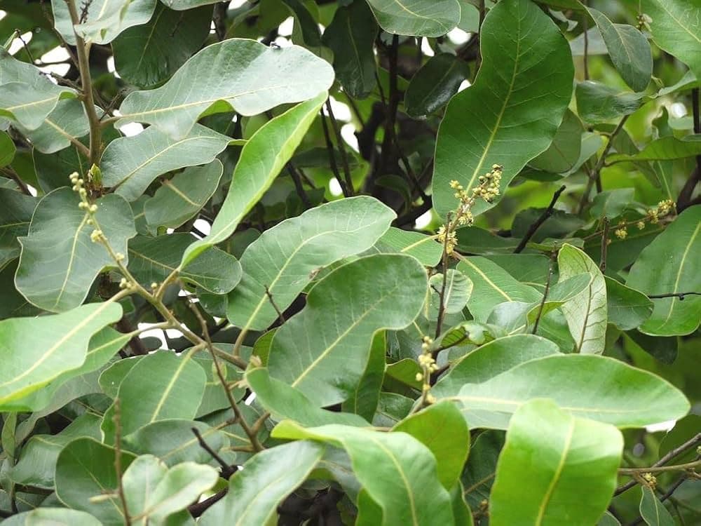 Bhallataka