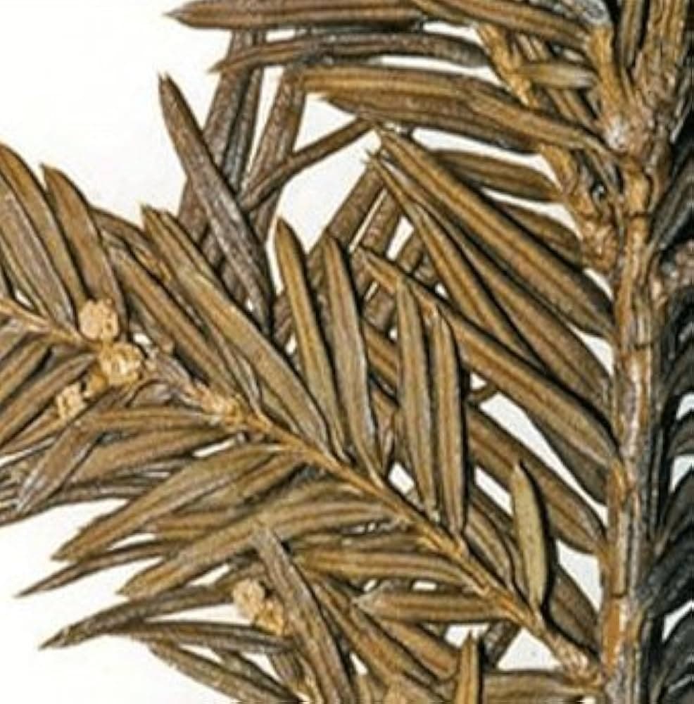 Talish medicinal plant