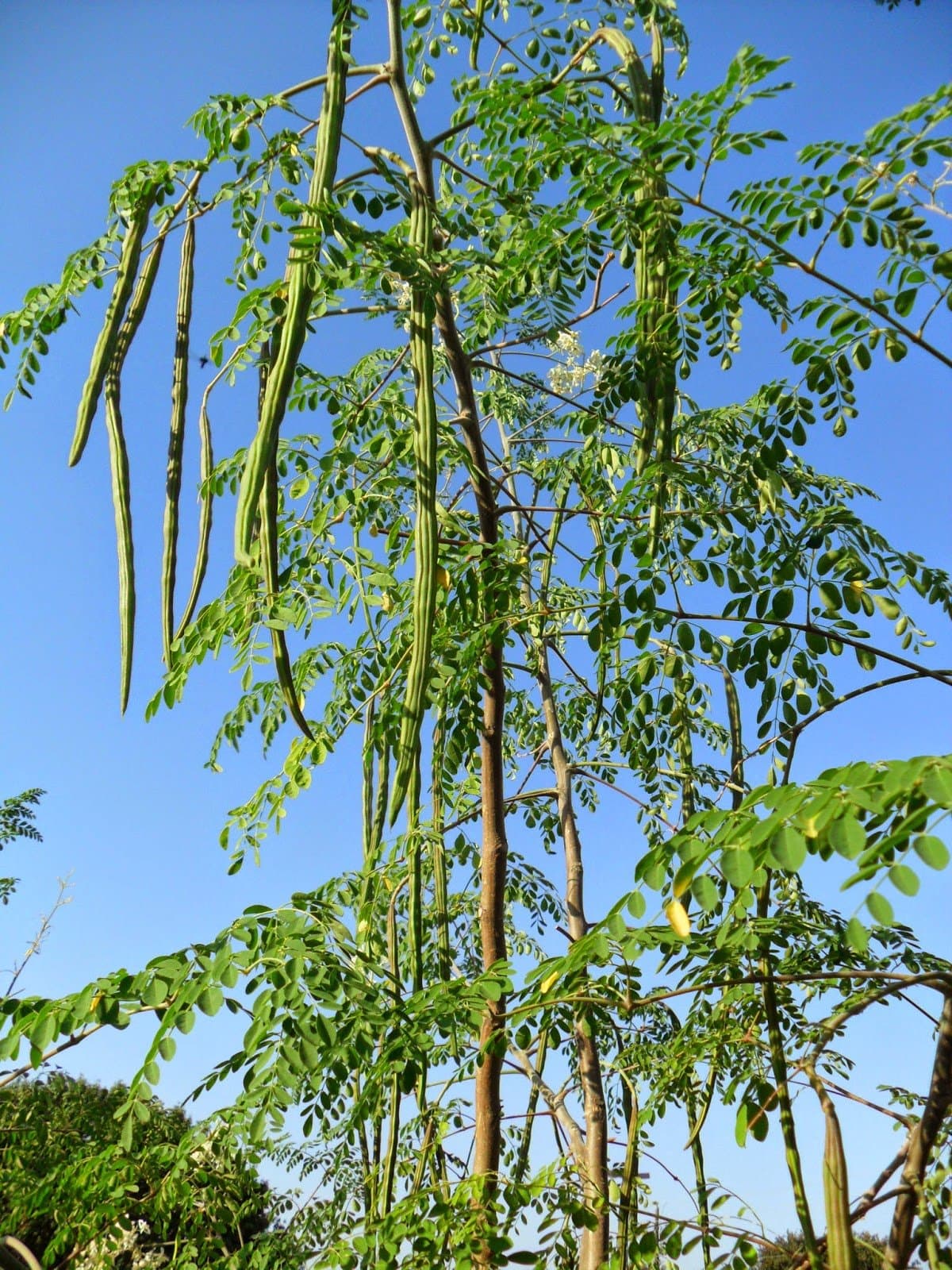 Shigru medicinal plant