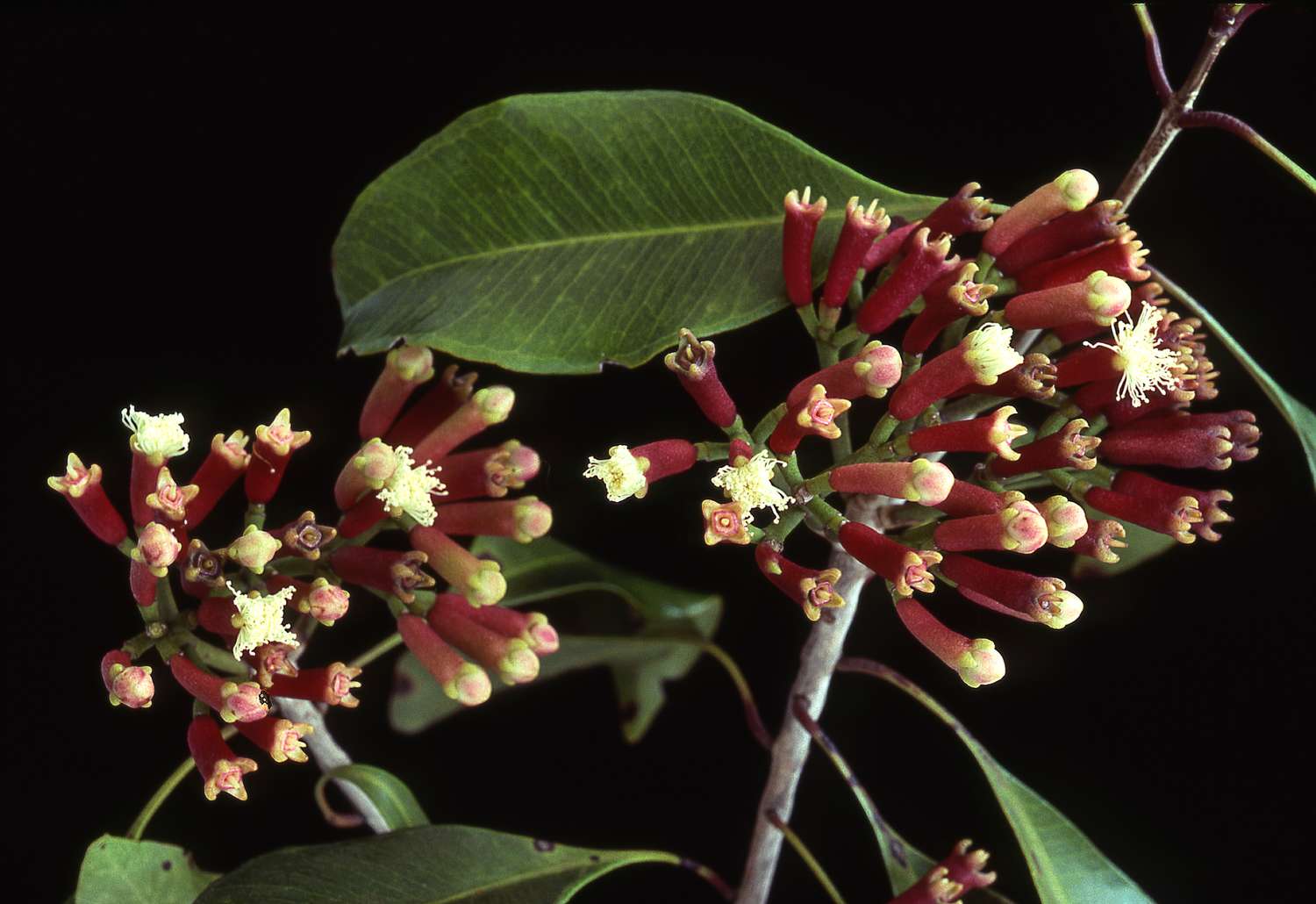 Lavang medicinal plant