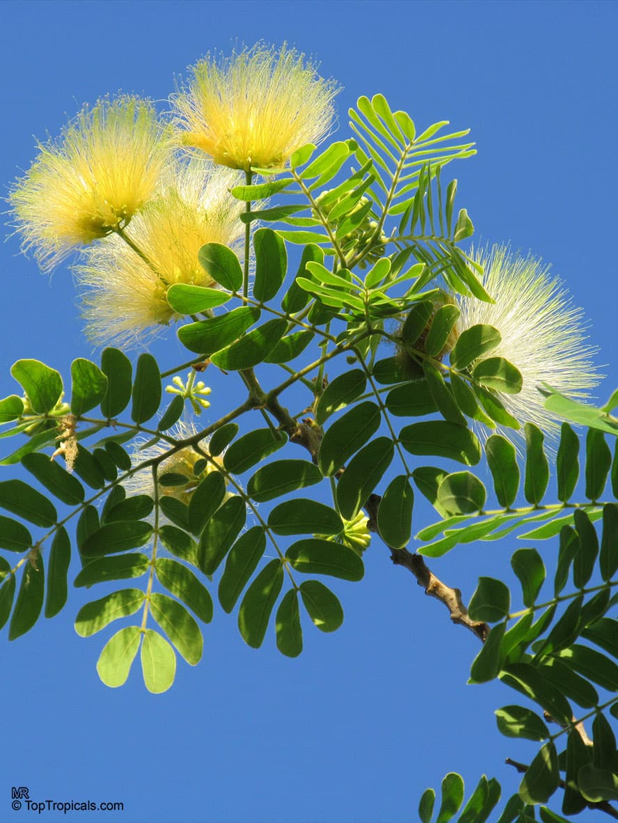 Shirisha medicinal plant