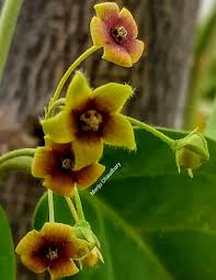 Arkaparni (Dambel) medicinal plant