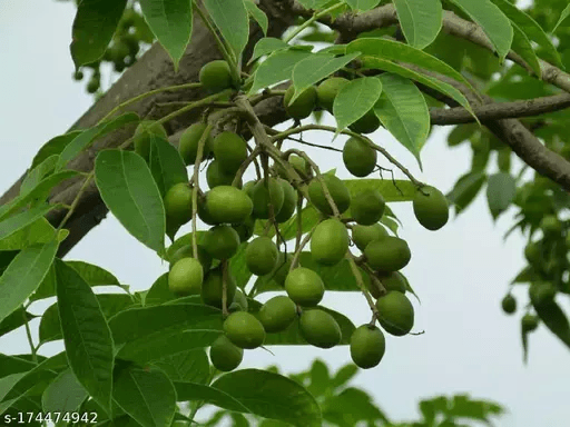 Aamratak