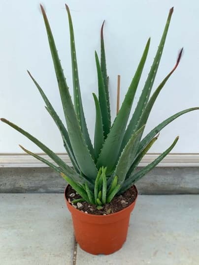 Aloe Vera