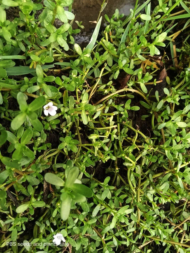 Brahmi