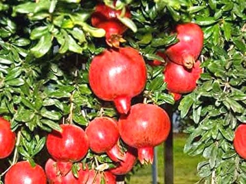 Dadima Pomegranate