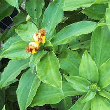 Insulin Plant