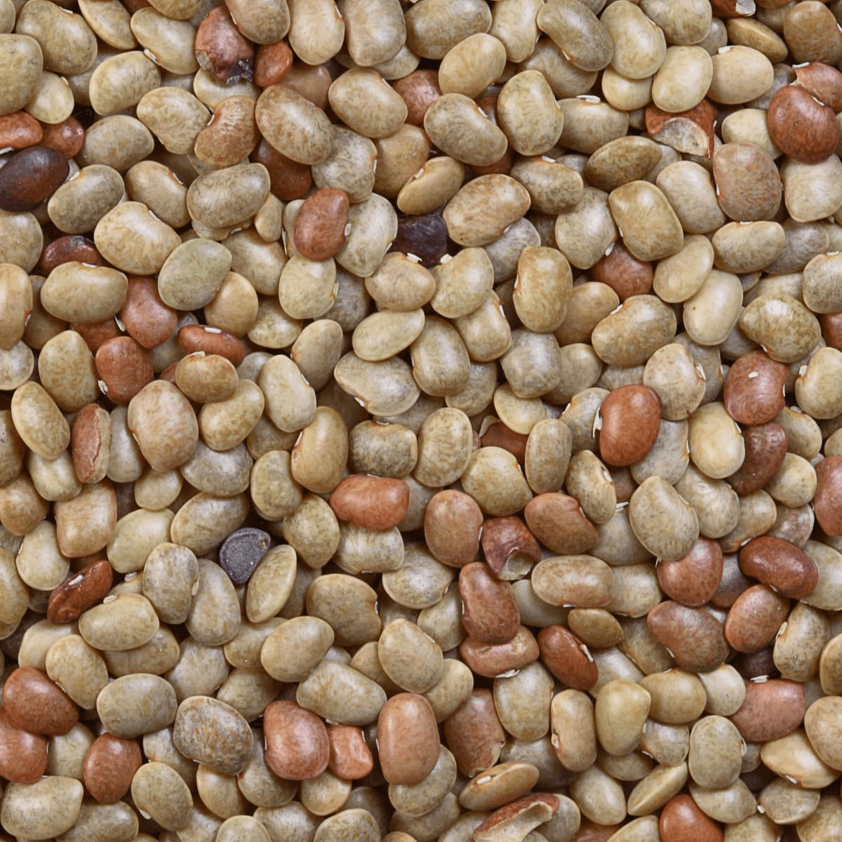 Kulthi Dal