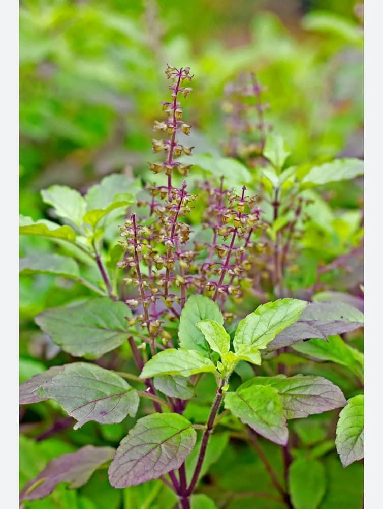 Tulsi (Sacred Basil)