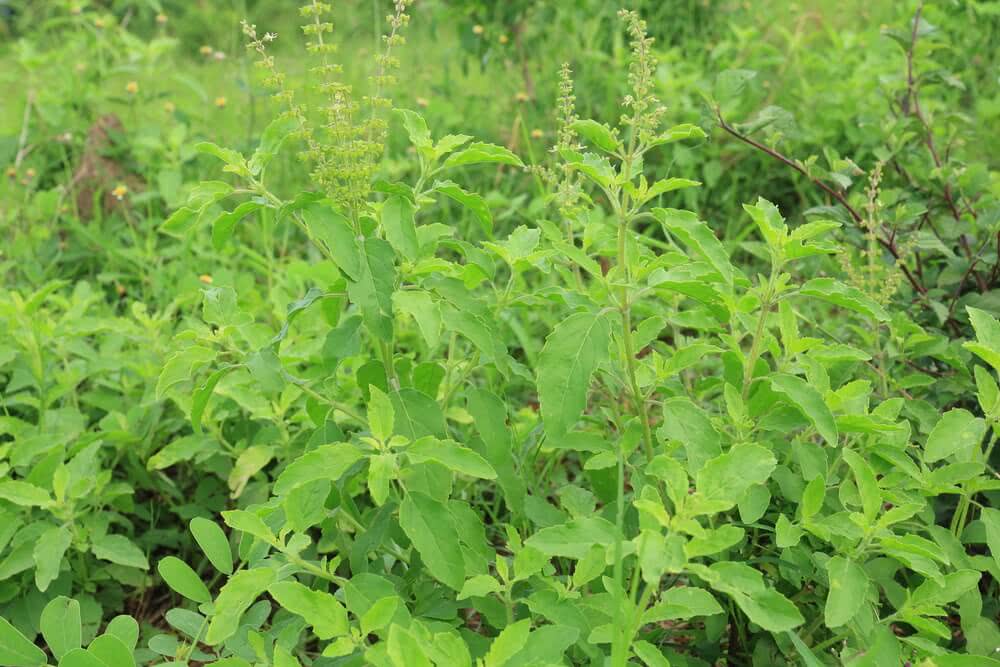 Tulsi medicinal plant