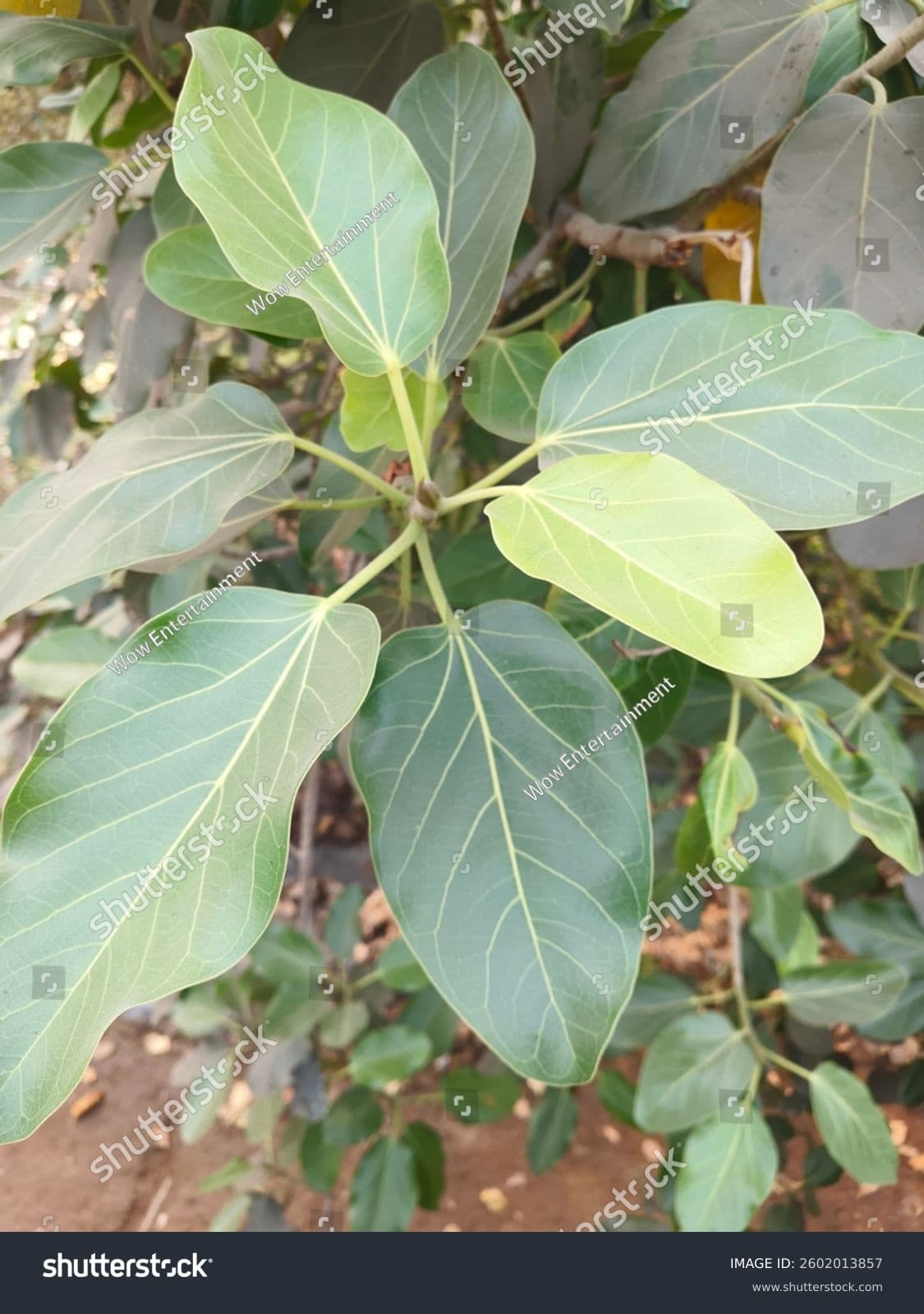 Vata medicinal plant
