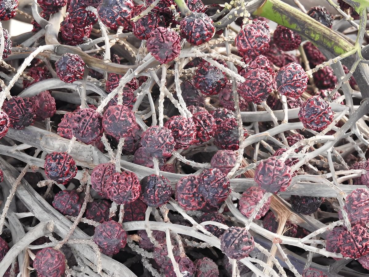 Rudraksha medicinal plant