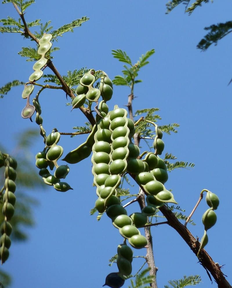 Baboola medicinal plant