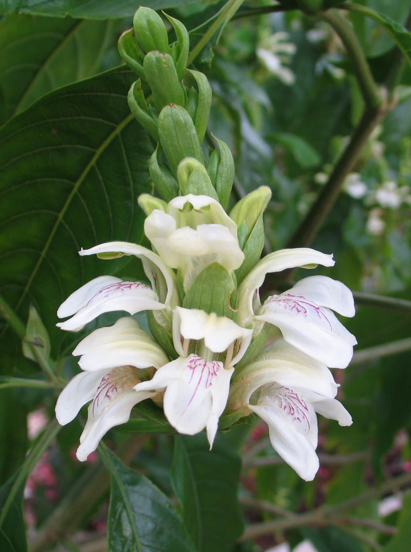 Vasa medicinal plant
