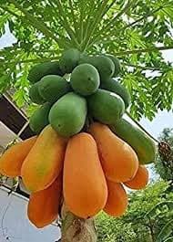Erandkarkati (Papaya) medicinal plant