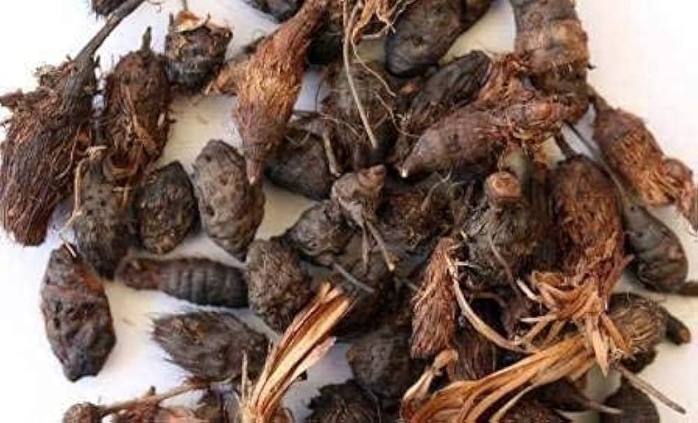 Musta medicinal plant