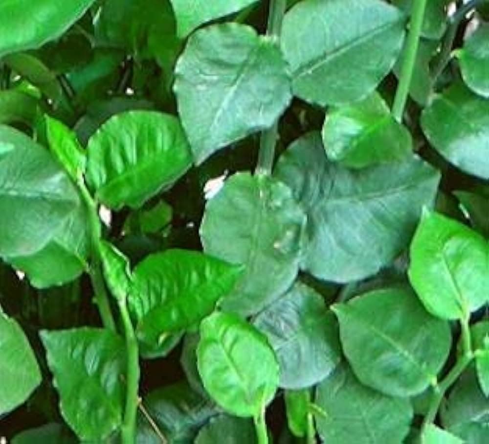 Naagdaman medicinal plant