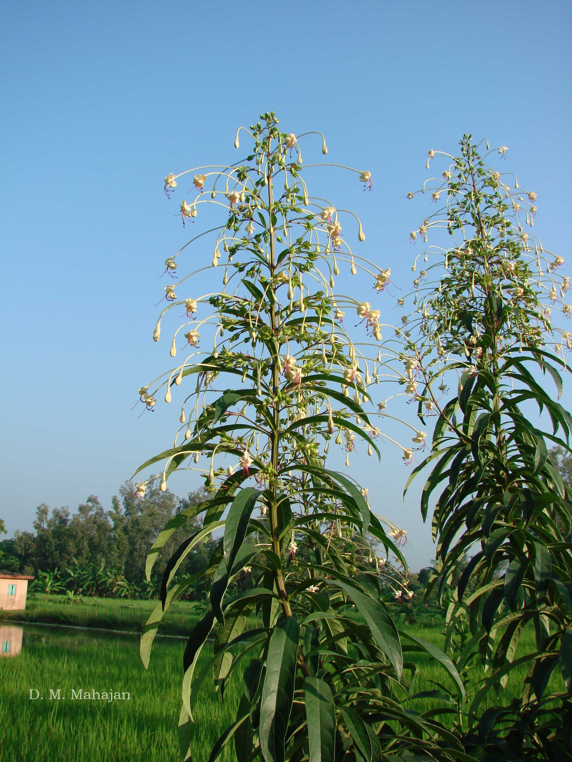 Bharangi medicinal plant