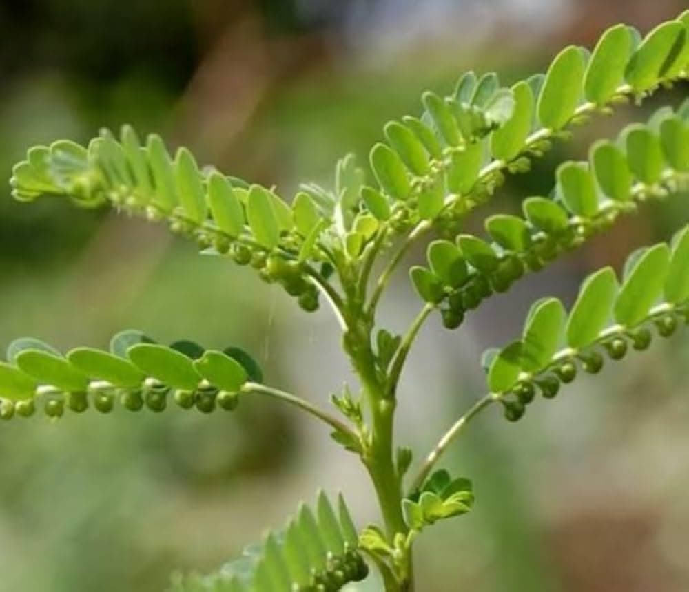 Bhumiamlaki medicinal plant