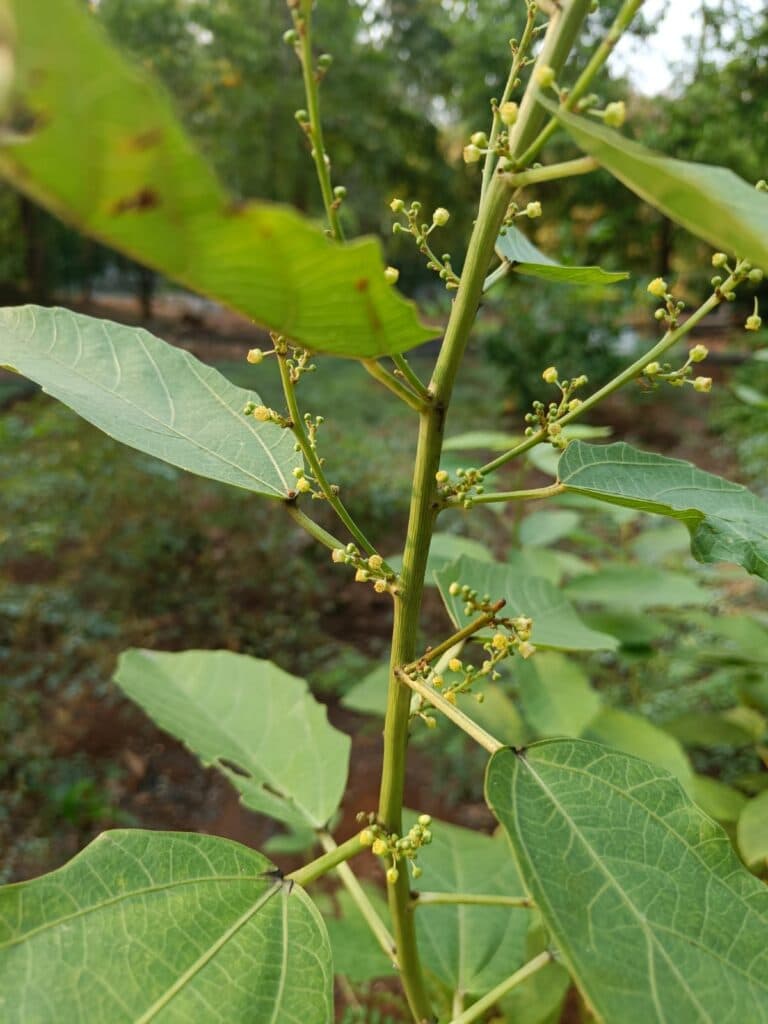 Danti medicinal plant