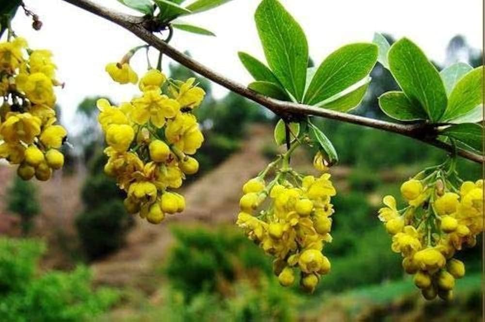 Daruharidra medicinal plant