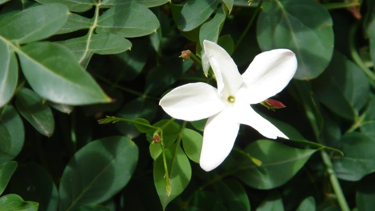 Jati medicinal plant