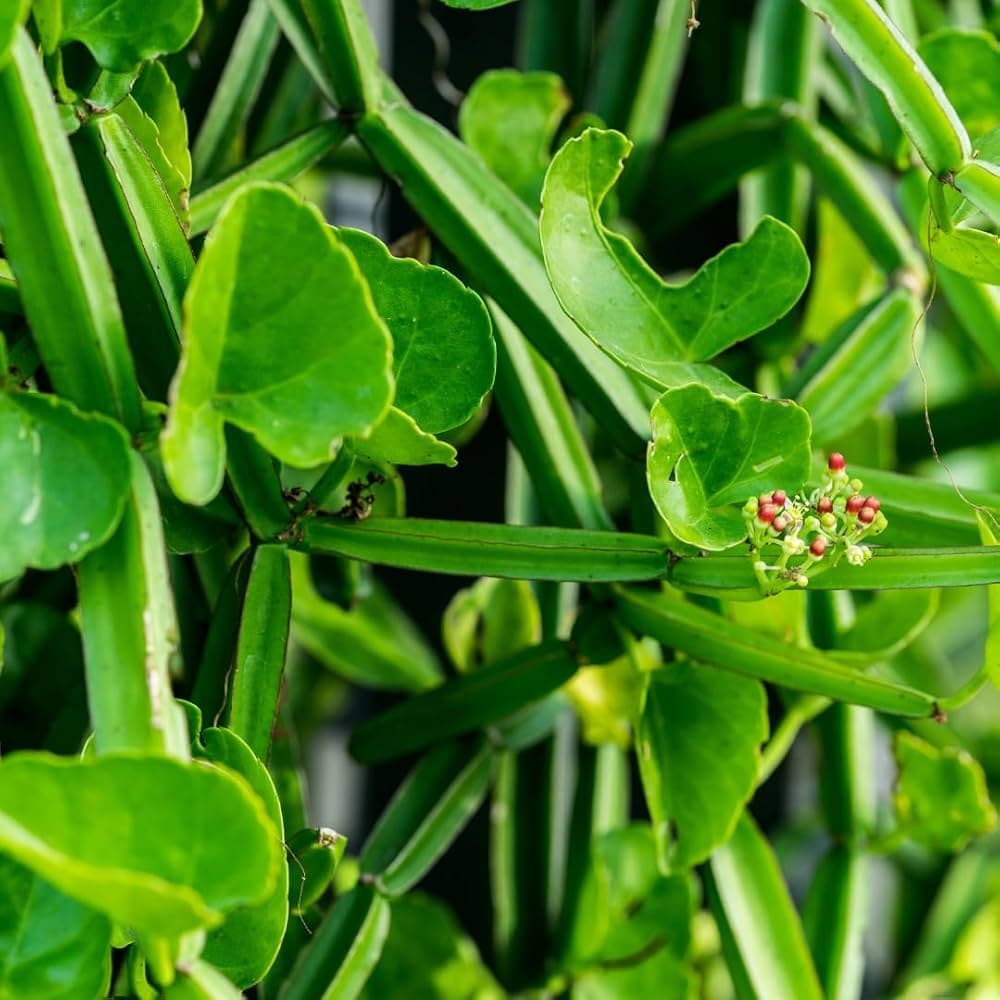 Asthishrinkhala medicinal plant