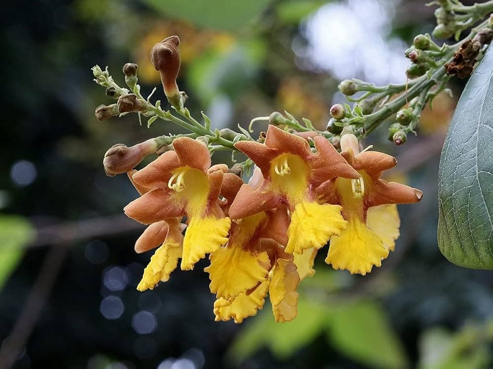 Gambhari medicinal plant