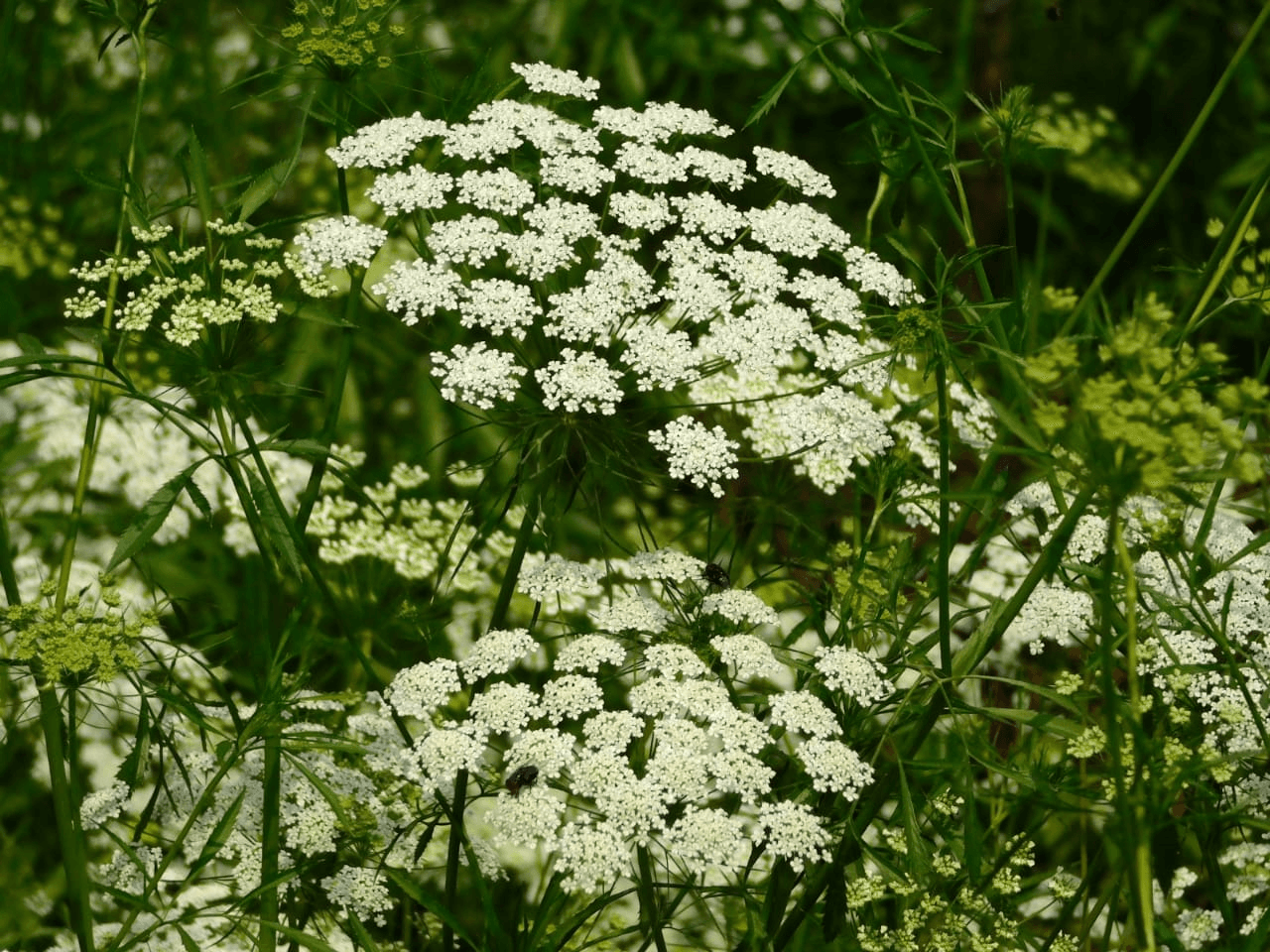 Ajamoda (Celery)
