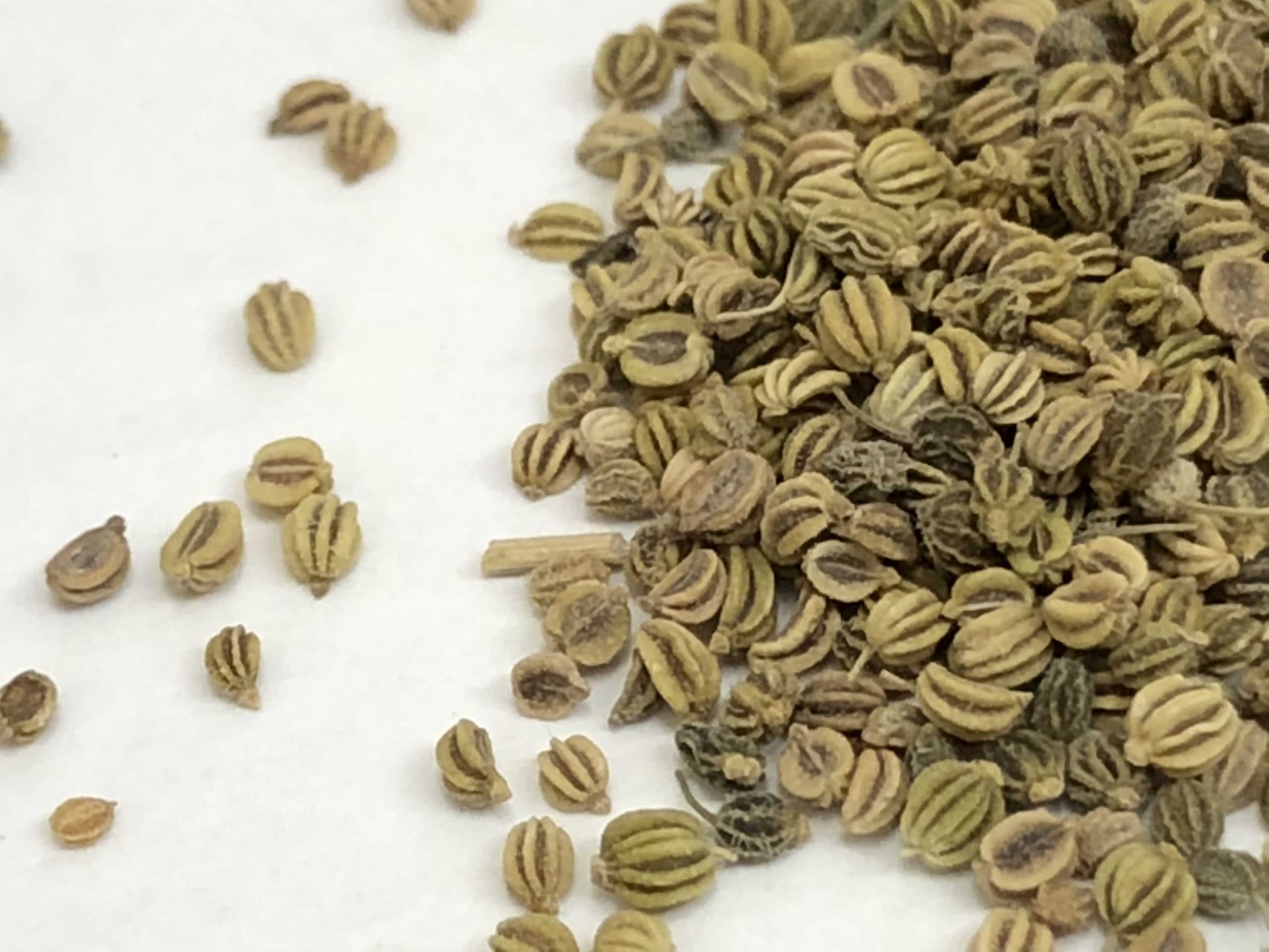 Ajamoda medicinal plant